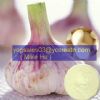 Garlic Extract 